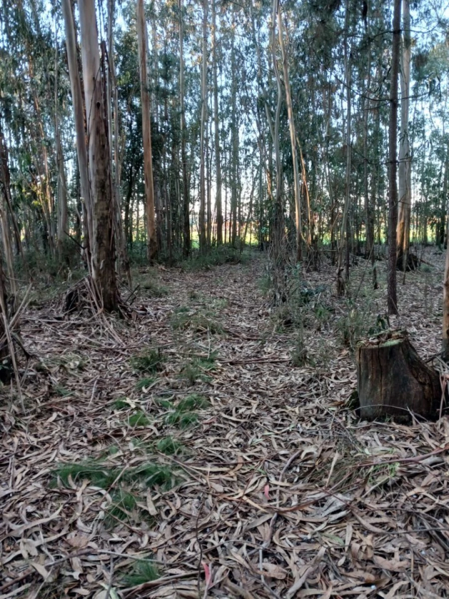 Terreno para Venda em Ovar, São João, Arada e São Vicente de Pereira Jusã Foto 17