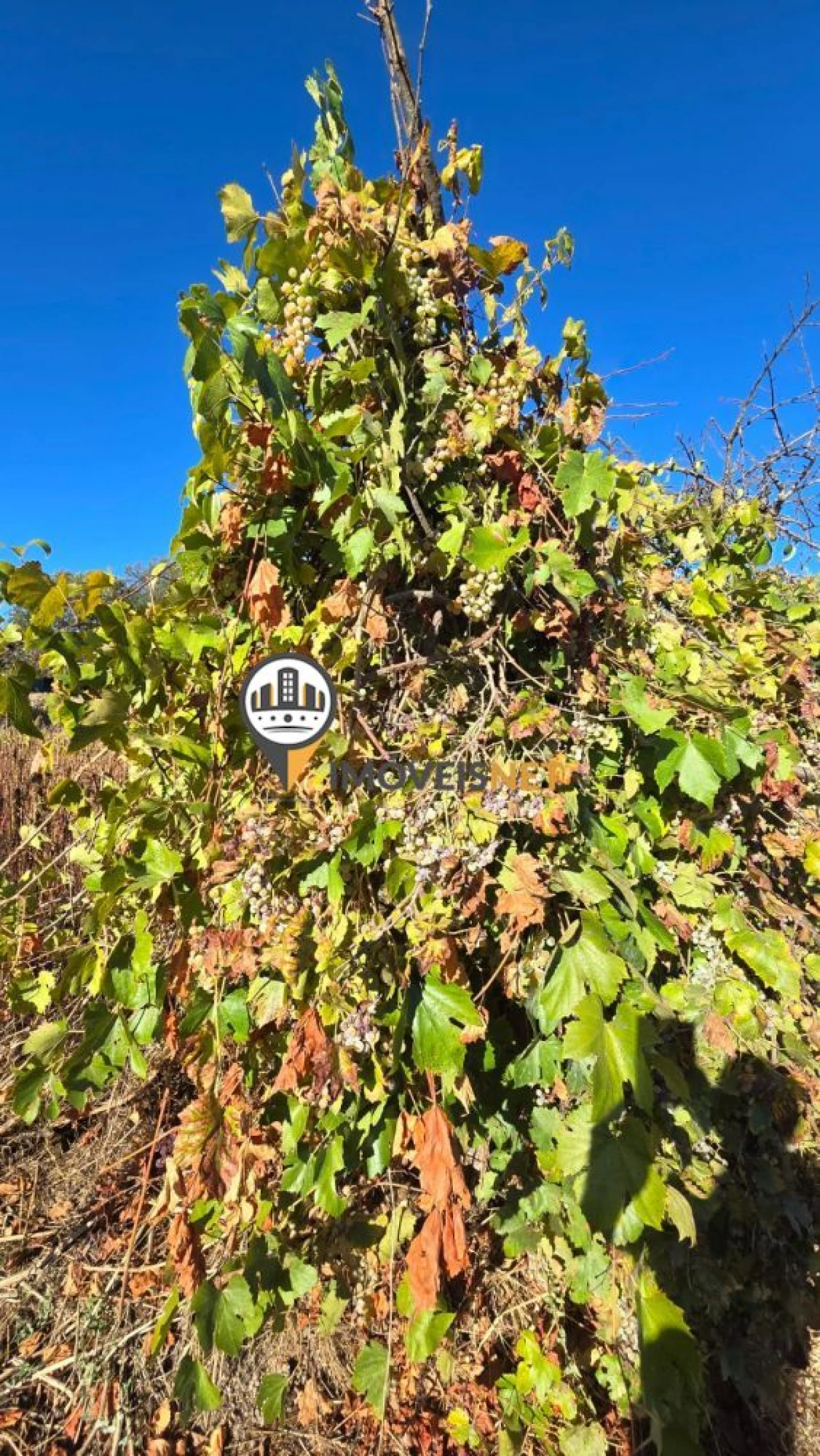 Terreno para Venda em Aldeia do Bispo, Águas e Aldeia de João Pires Foto 22