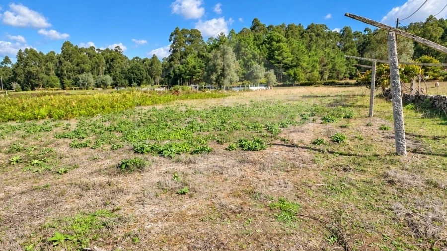 Terreno para Venda em Gemeses