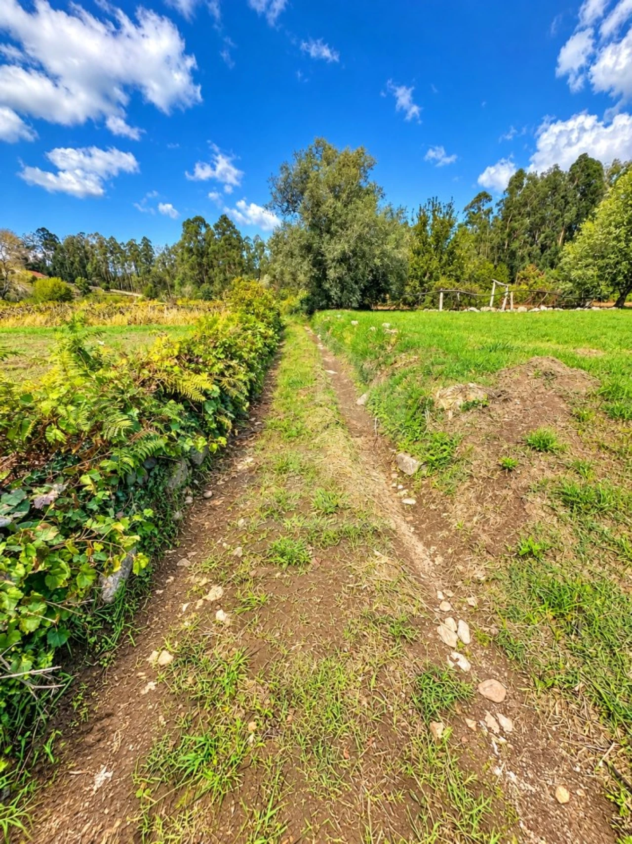 Terreno Agricola ou Rústico para Venda em Gemeses Foto 3