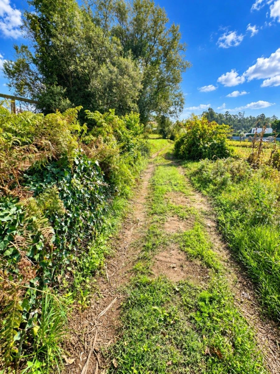 Terreno Agricola ou Rústico para Venda em Gemeses Foto 4