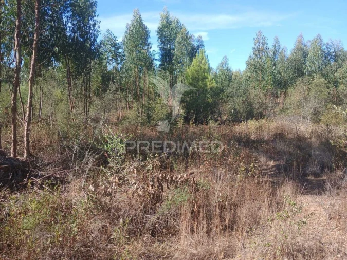 Terreno para Venda em Abela Foto 5