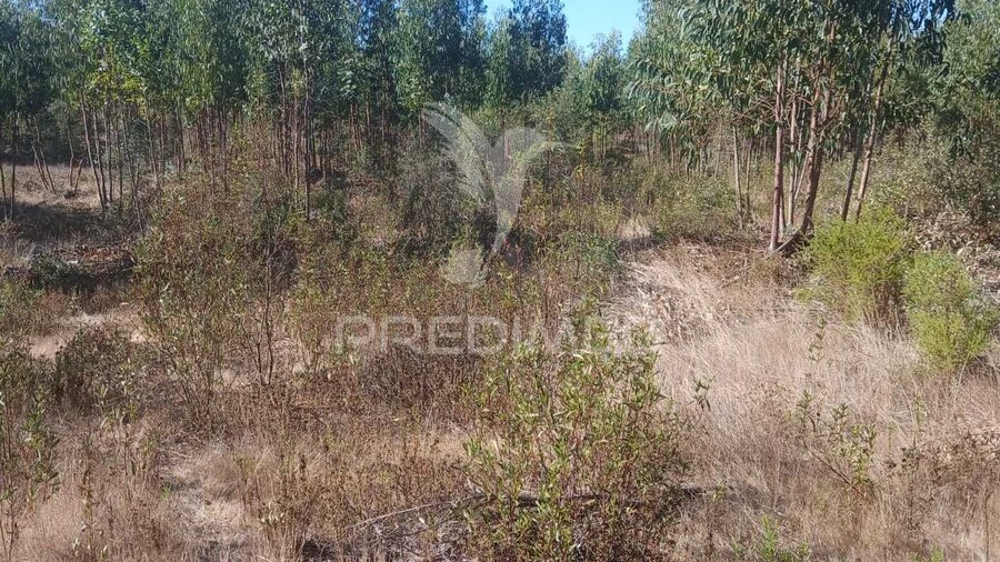 Terreno para Venda em Abela