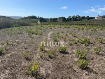 Terreno Agricola ou Rústico para Venda em Santa Maria, São Pedro e Sobral da Lagoa