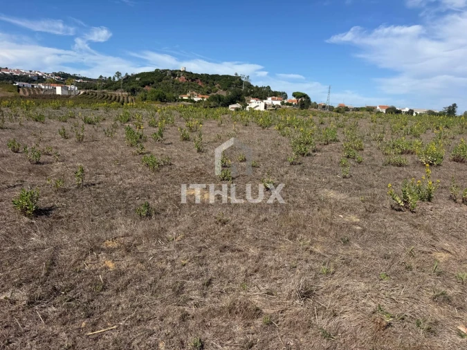 Terreno Agricola ou Rústico para Venda em Santa Maria, São Pedro e Sobral da Lagoa Foto 6