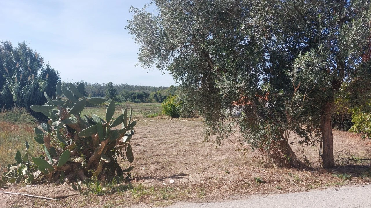 Terreno para Venda em Souto da Carpalhosa e Ortigosa Foto 8
