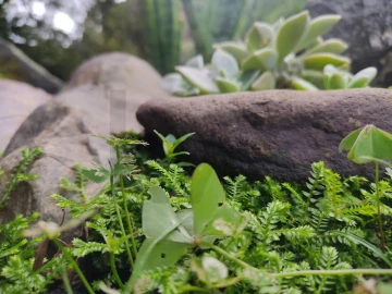 Terreno para Venda em Povoação