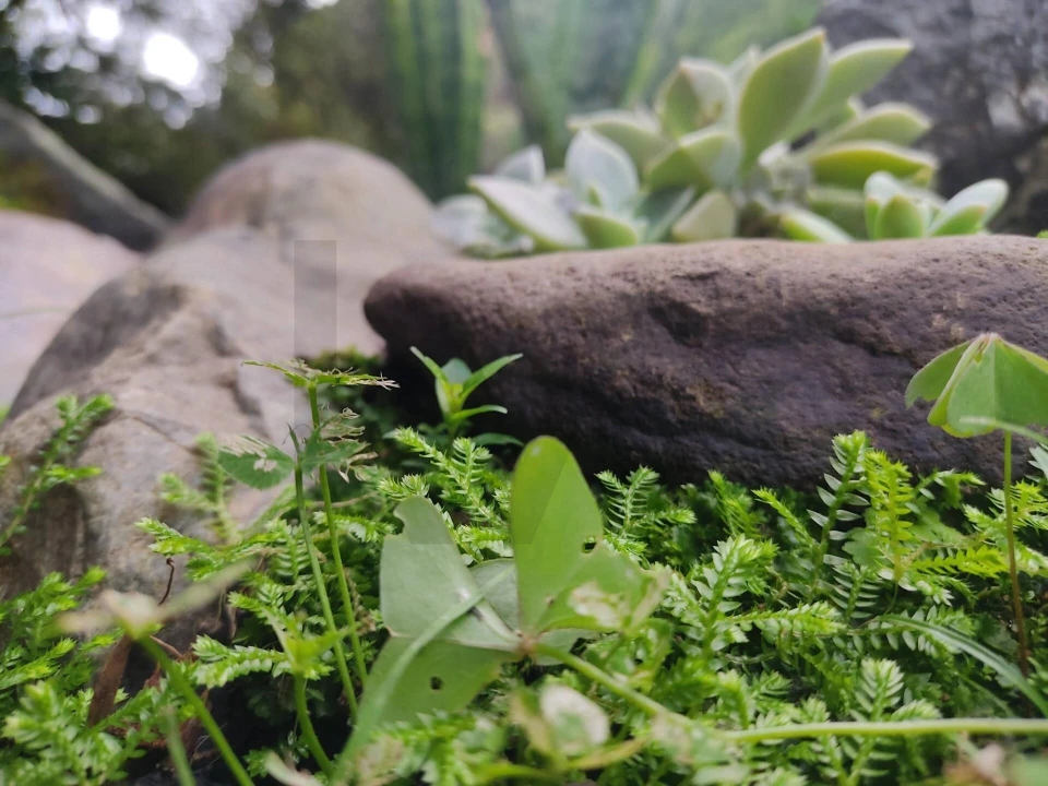 Terreno para Venda em Povoação Foto 3