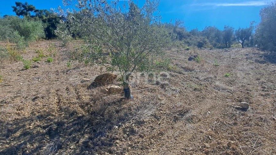 Terreno para Venda em Almalagues