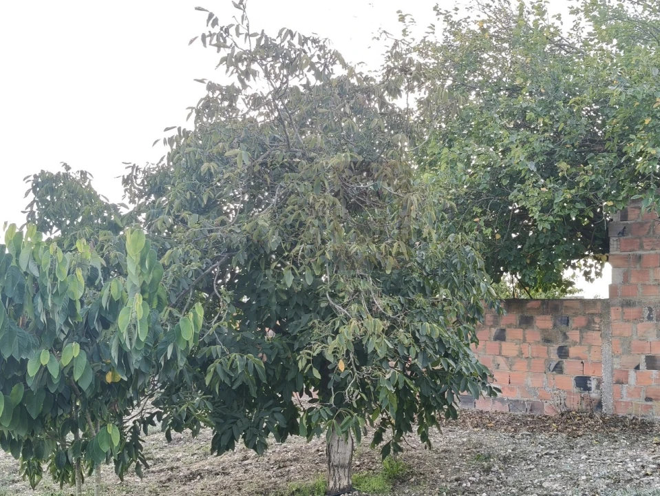 Moradia T2 para Venda em Alpiarça Foto 38
