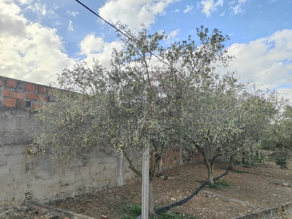 Moradia T2 para Venda em Alpiarça Foto 52