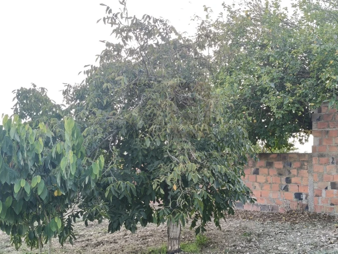 Moradia T2 para Venda em Alpiarça Foto 38