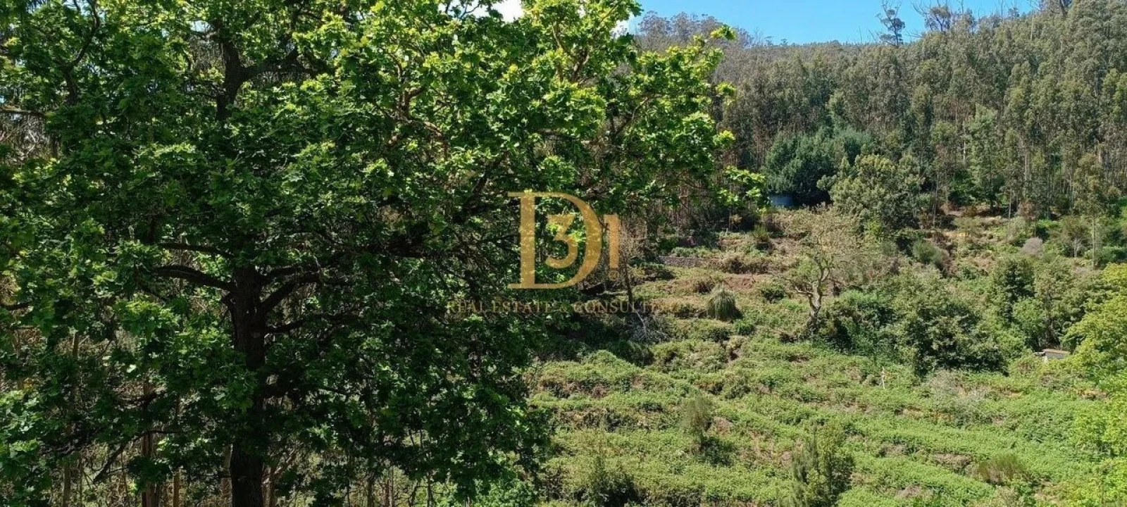 Terreno para Venda em Monte Foto 7