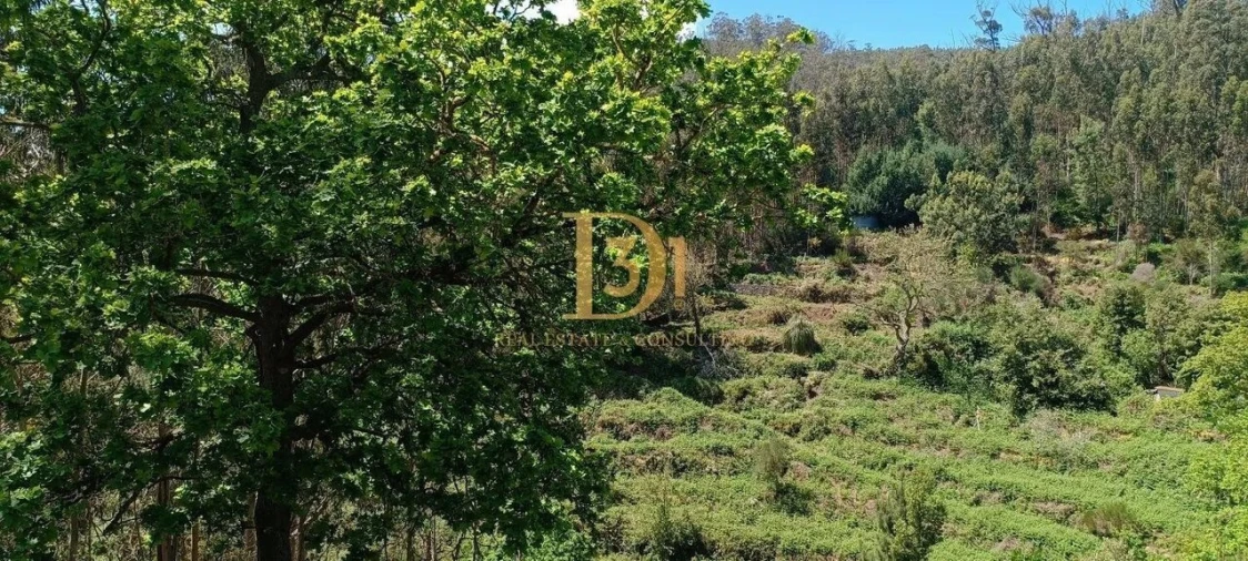Terreno para Venda em Monte Foto 7