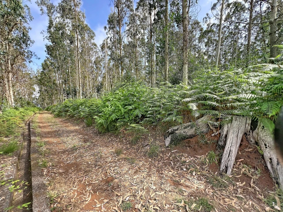 Terreno para Venda em Porto Moniz Foto 3