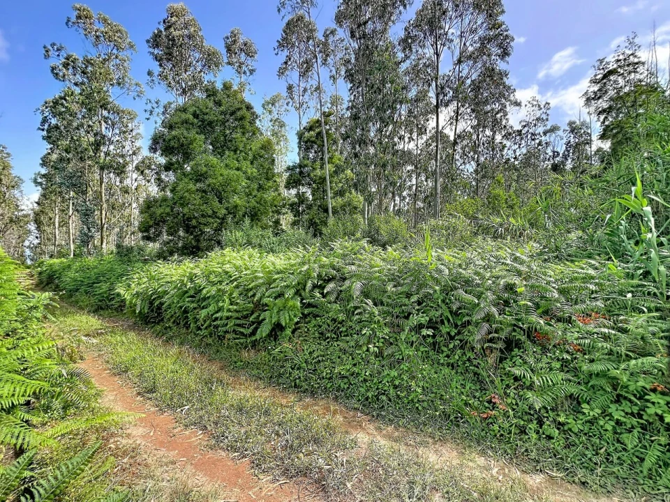 Terreno para Venda em Porto Moniz Foto 5