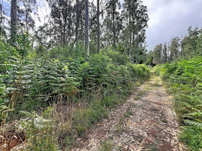 Terreno para Venda em Porto Moniz Foto 2