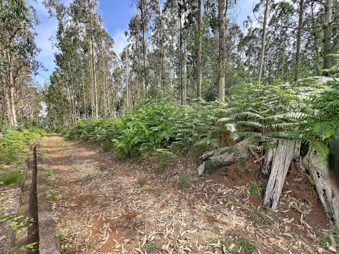 Terreno para Venda em Porto Moniz Foto 3