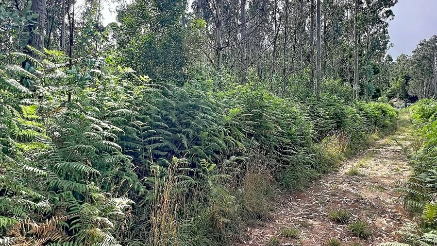 Terreno para Venda em Porto Moniz