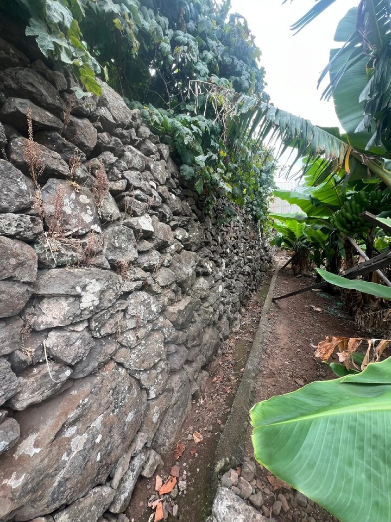 Terreno para Venda em Arco da Calheta Foto 6