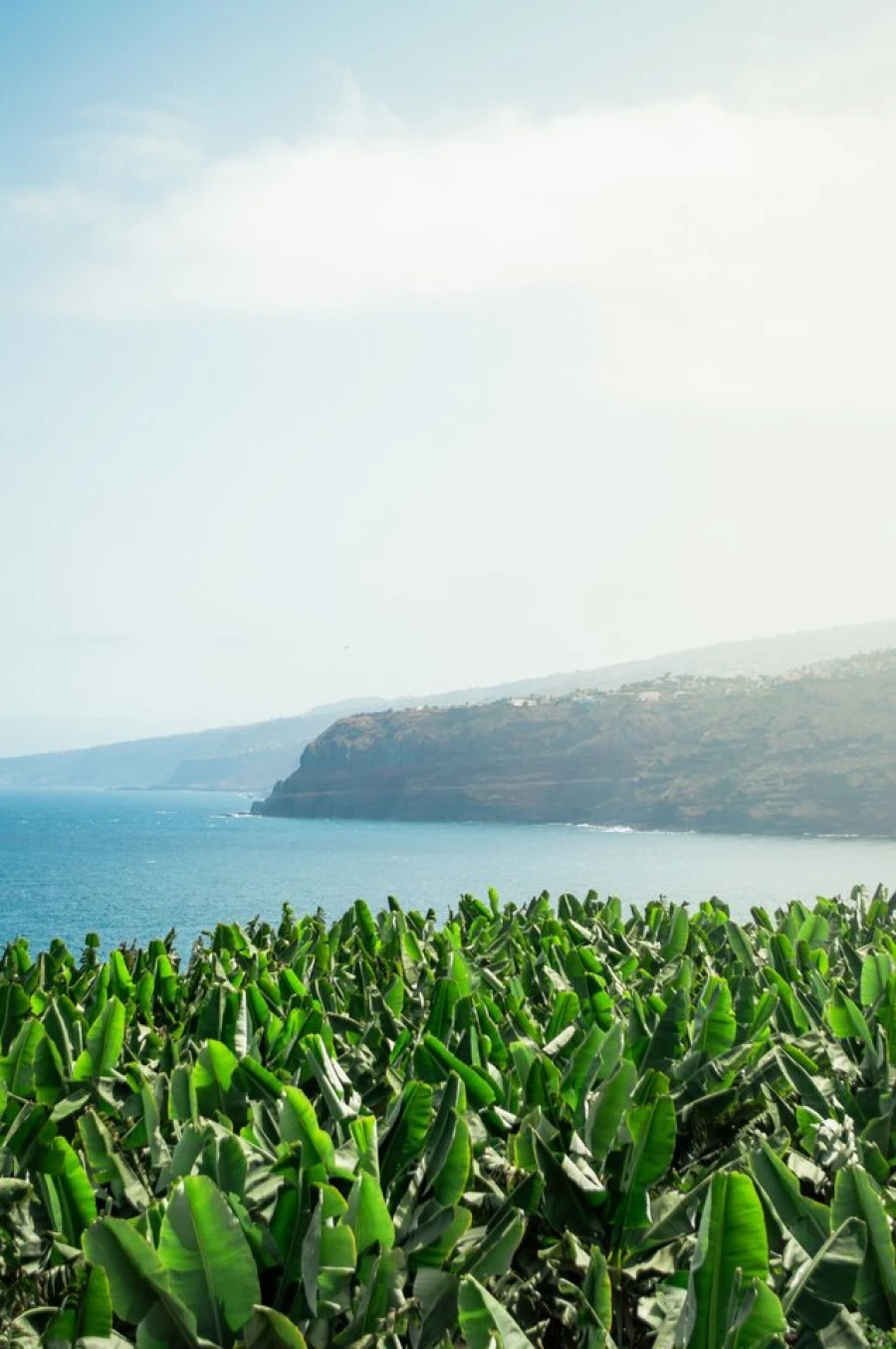 Terreno para Venda em Arco da Calheta Foto 13