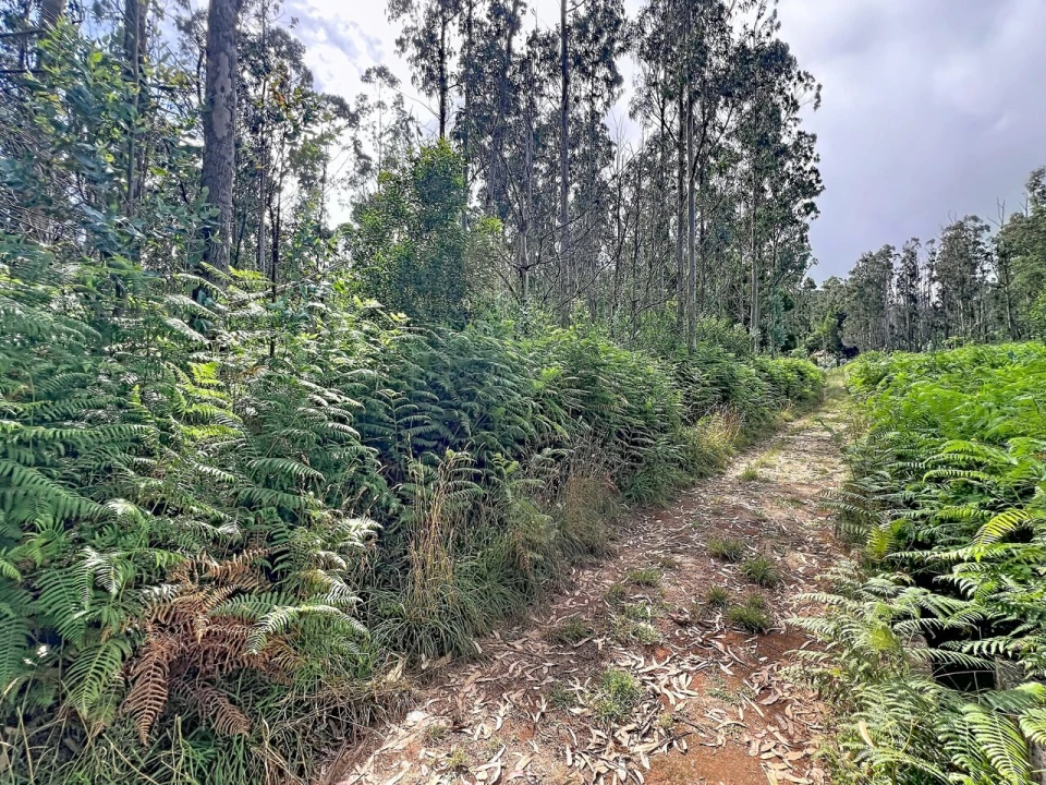Terreno para Venda em Porto Moniz Foto 1
