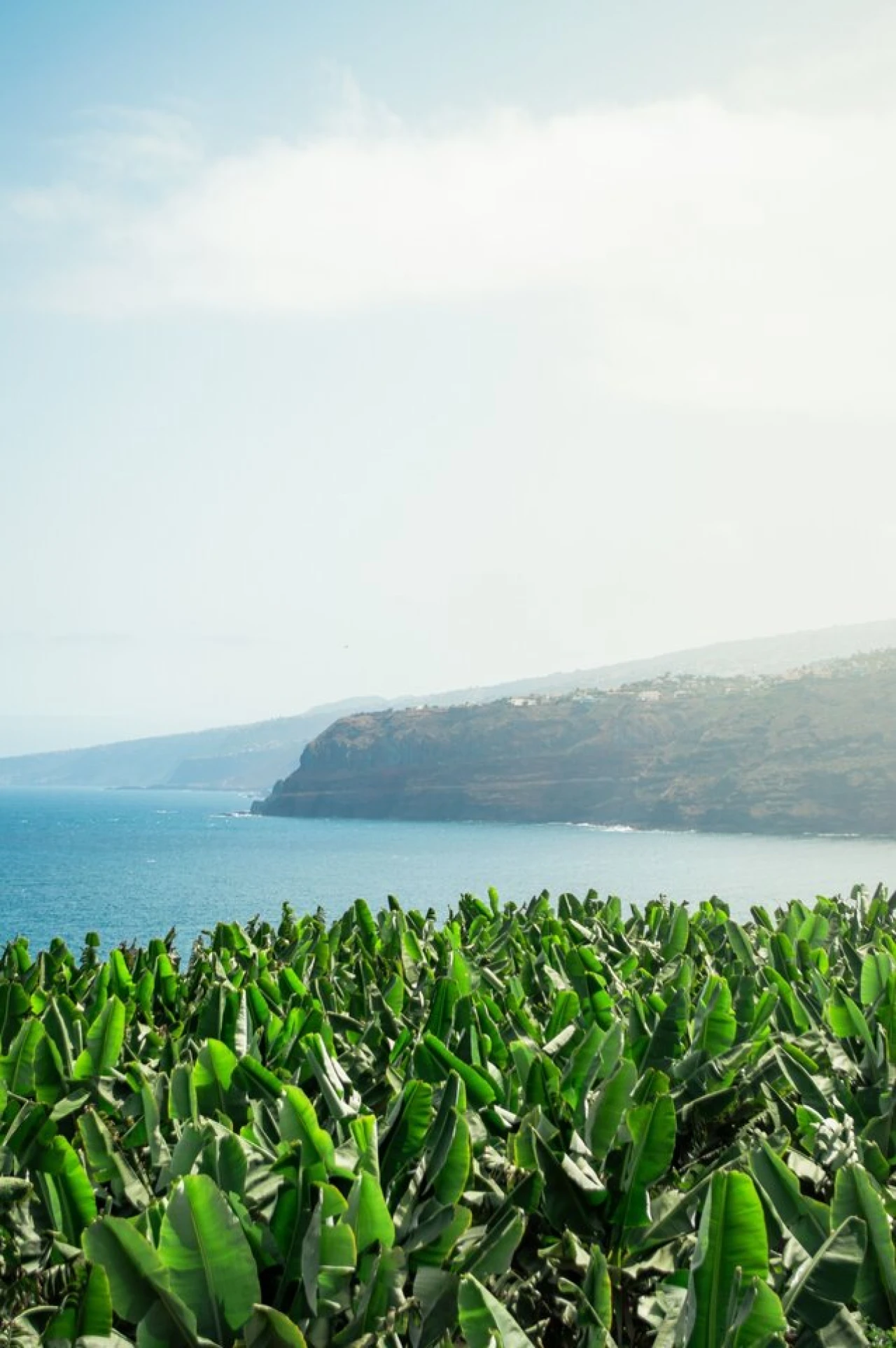 Terreno para Venda em Arco da Calheta Foto 13
