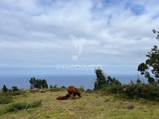 Terreno para Venda em Calheta Foto 2