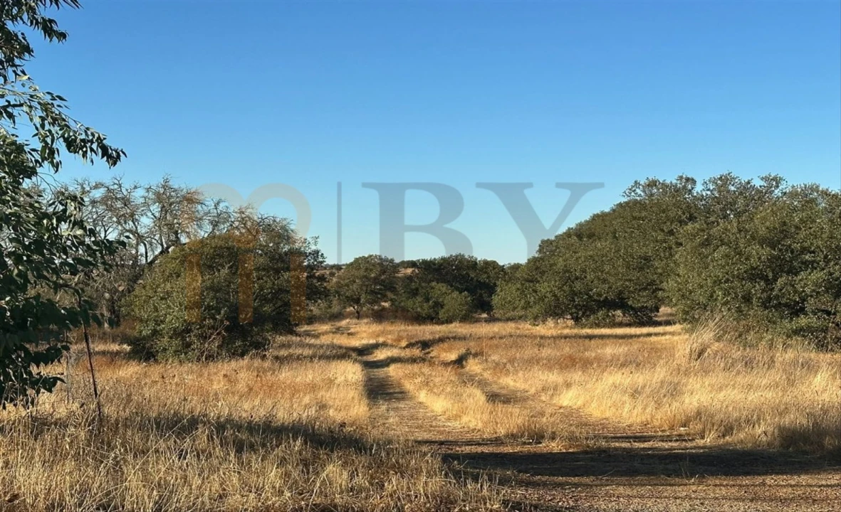 Terreno Agricola ou Rústico para Venda em Santana de Cambas Foto 2
