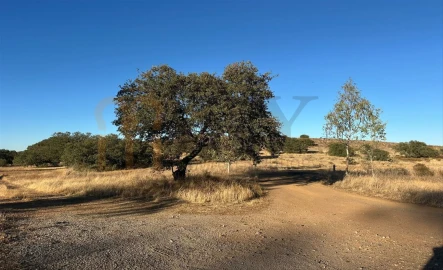 Terreno Agricola ou Rústico para Venda em Santana de Cambas