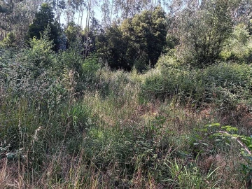 Terreno para Venda em Vila de Cucujães