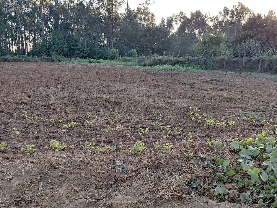 Terreno para Venda em Avanca Foto 2