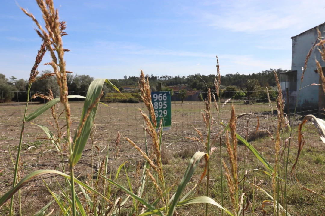 Terreno para Venda em Cantanhede e Pocariça Foto 1
