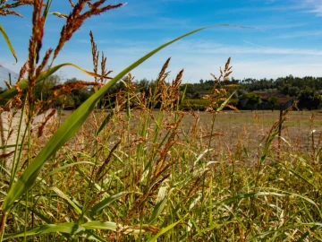 Terreno para Venda em Cantanhede e Pocariça