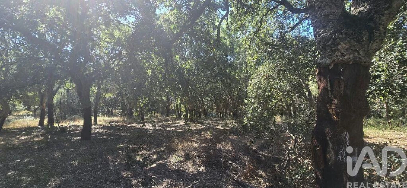Terreno para Venda em Cadaval e Pêro Moniz Foto 6