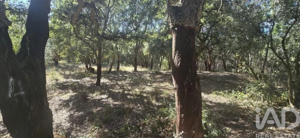 Terreno para Venda em Cadaval e Pêro Moniz