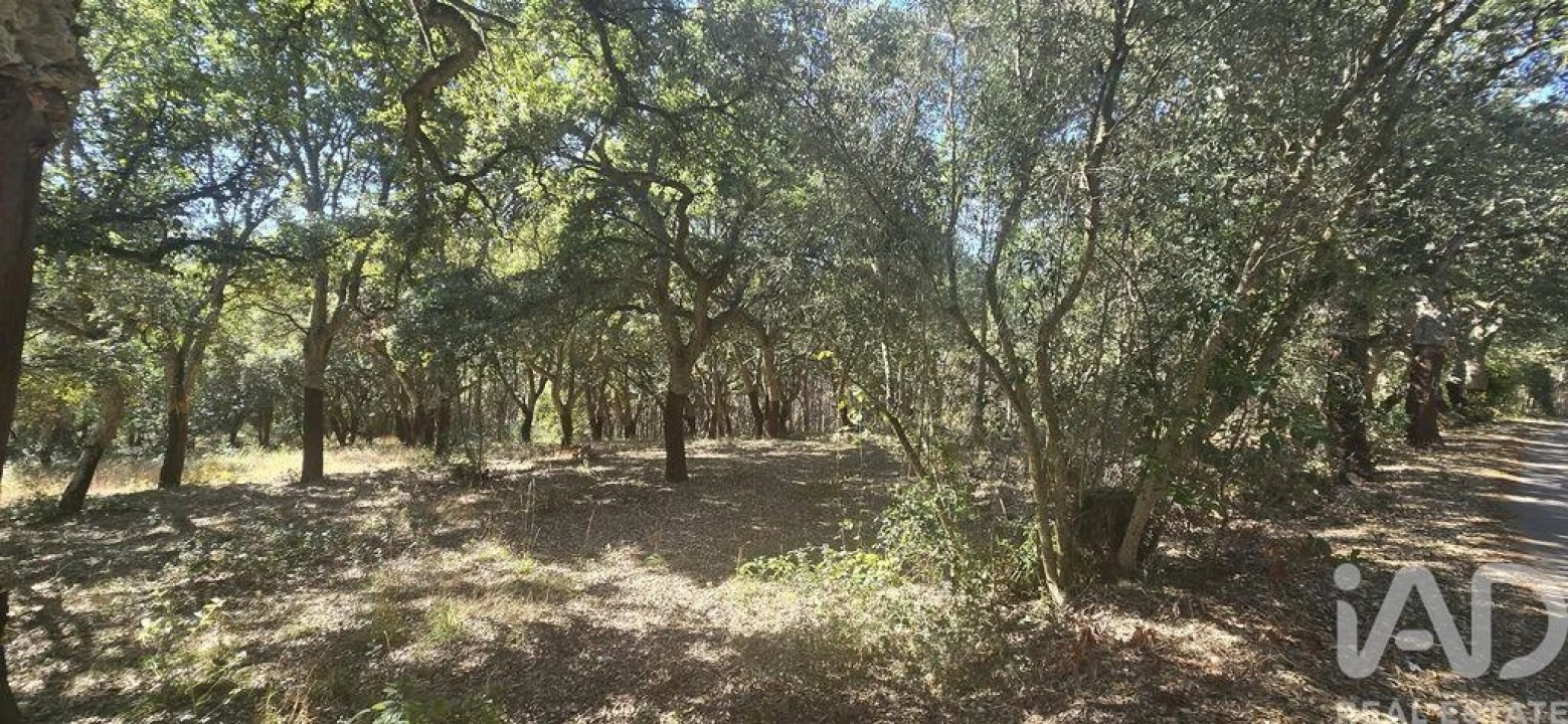 Terreno para Venda em Cadaval e Pêro Moniz Foto 4