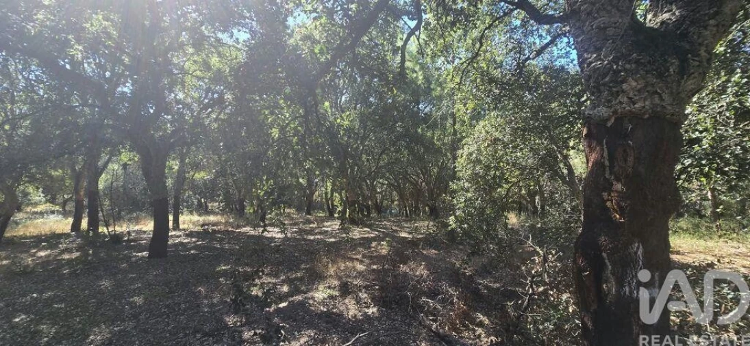 Terreno para Venda em Cadaval e Pêro Moniz Foto 6