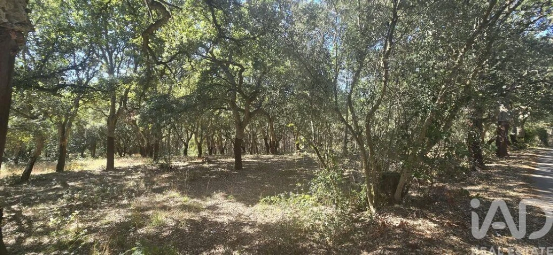 Terreno para Venda em Cadaval e Pêro Moniz Foto 4
