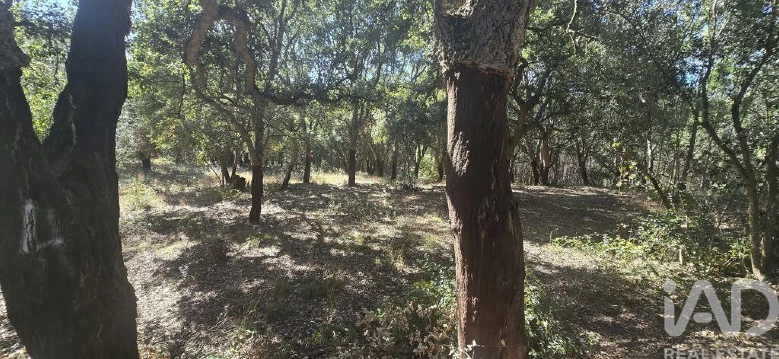 Terreno para Venda em Cadaval e Pêro Moniz Foto 1