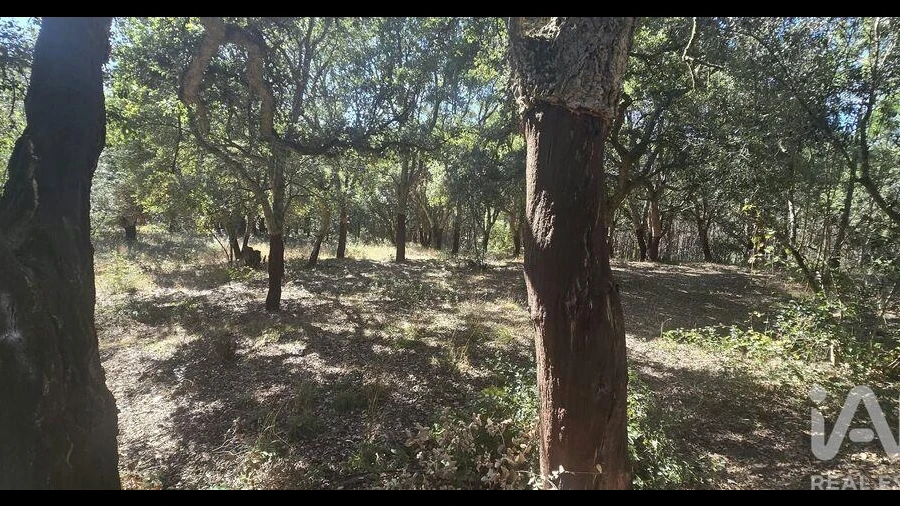 Terreno para Venda em Cadaval e Pêro Moniz