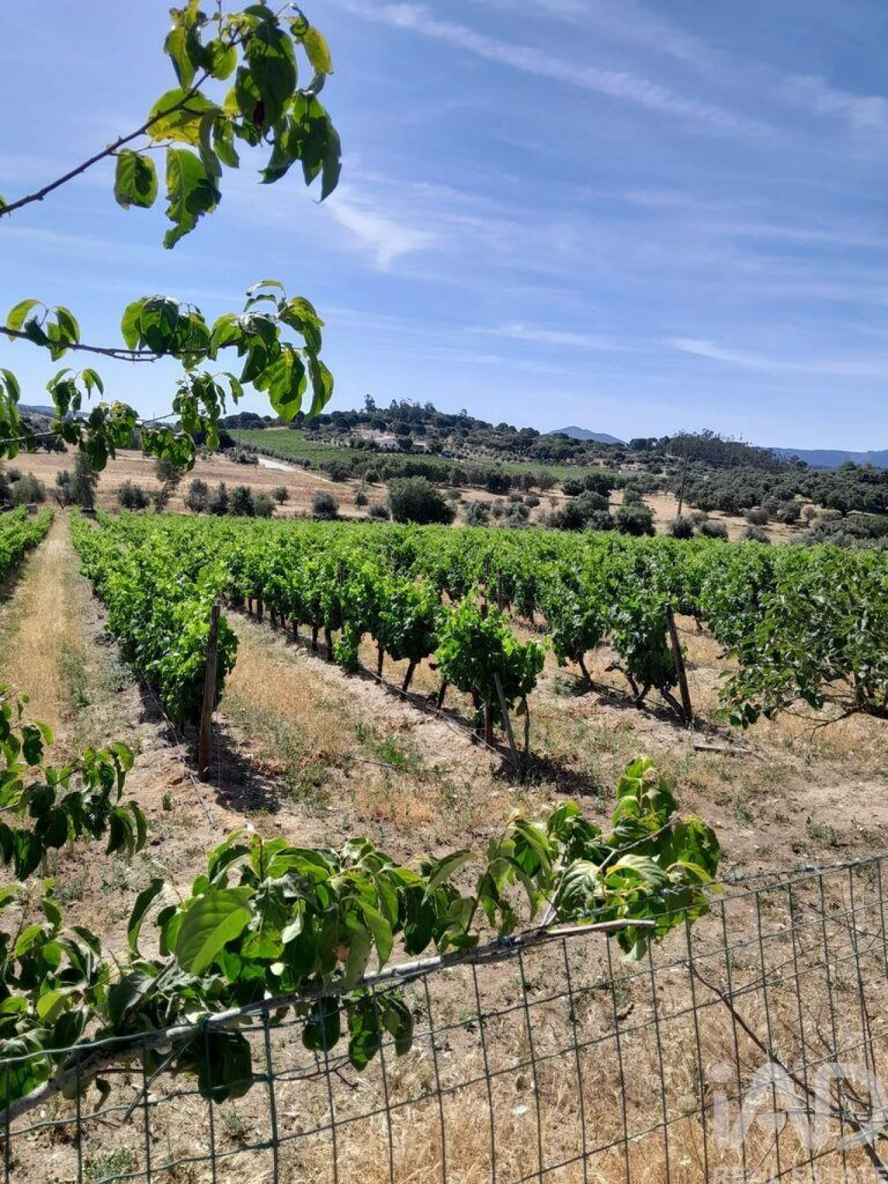 Quinta T4 para Venda em São Lourenço de Mamporcão e São Bento de Ana Loura Foto 7