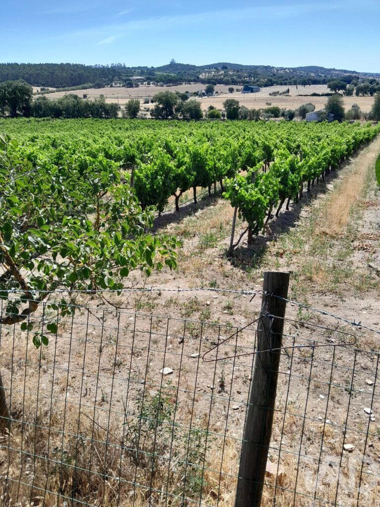 Quinta T4 para Venda em São Lourenço de Mamporcão e São Bento de Ana Loura Foto 8