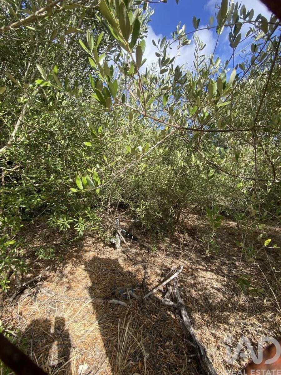 Terreno para Venda em Santa Barbara de Nexe Foto 20