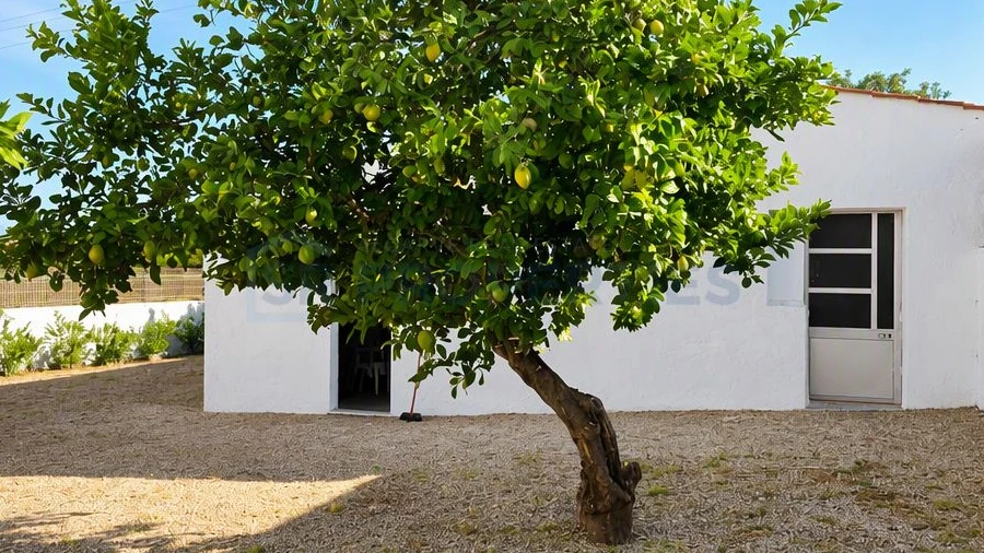 Terreno para Venda em Boliqueime