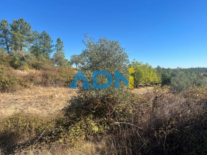 Terreno para Venda em Cebolais de Cima e Retaxo Foto 22