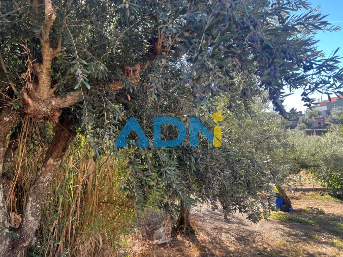 Terreno para Venda em Cebolais de Cima e Retaxo Foto 21