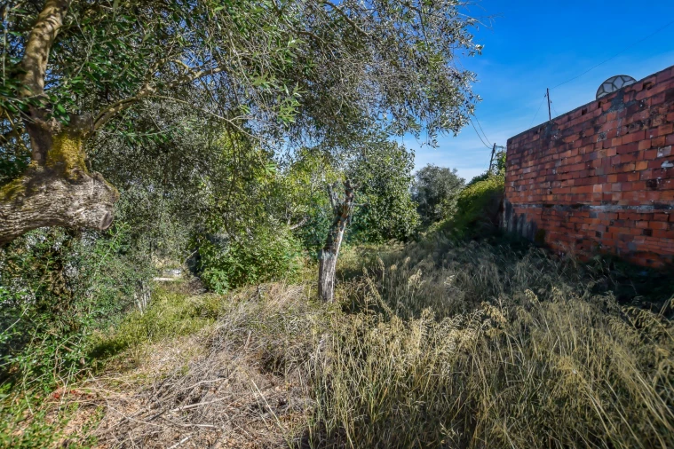 Terreno Agricola ou Rústico para Venda em Assentiz Foto 12