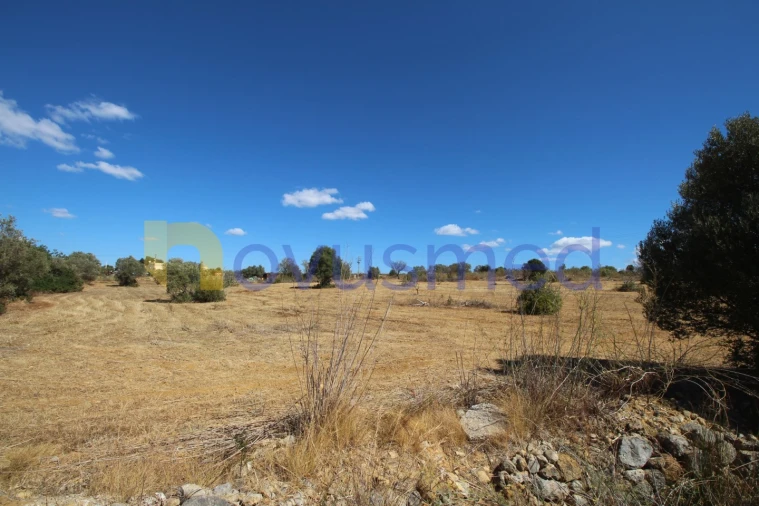 Terreno Agricola ou Rústico para Venda em Ferreiras Foto 3