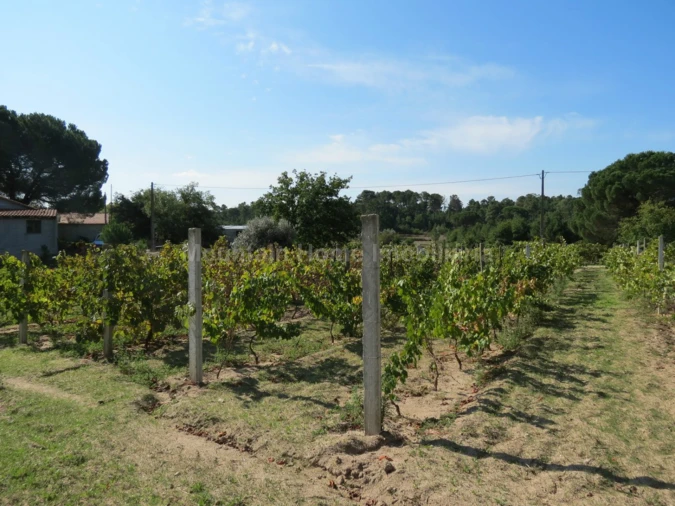 Quinta T0 para Venda em Paranhos Foto 8